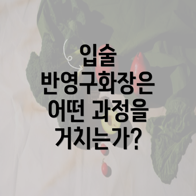 입술 반영구화장은 어떤 과정을 거치는가?